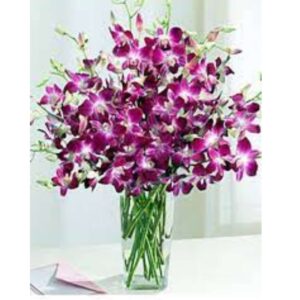 Orchid Muse – 20 Purple orchids