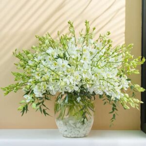 White Elysium – forty pristine white orchid stems