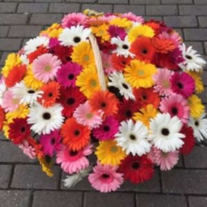 Gerbera Galaxy – 101 handpicked Gerberas in basket